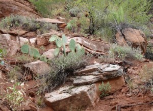 Video Zion National Park