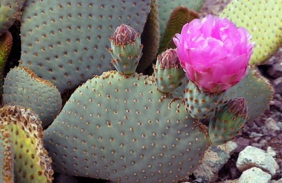 26 Cactus WhiteRockTrail AZ PhotoBySebastienFREMONT